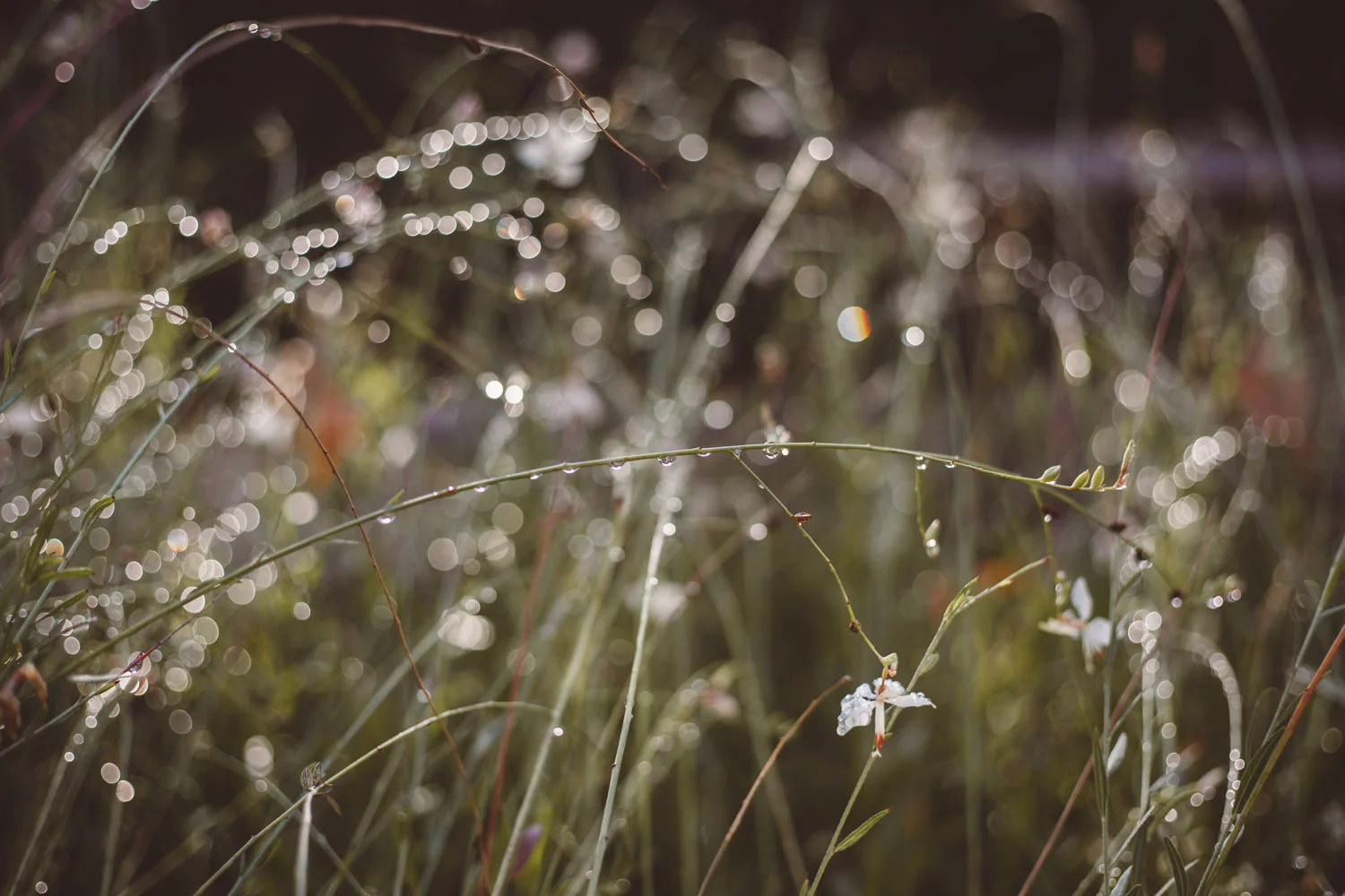 wedding photographer Provence