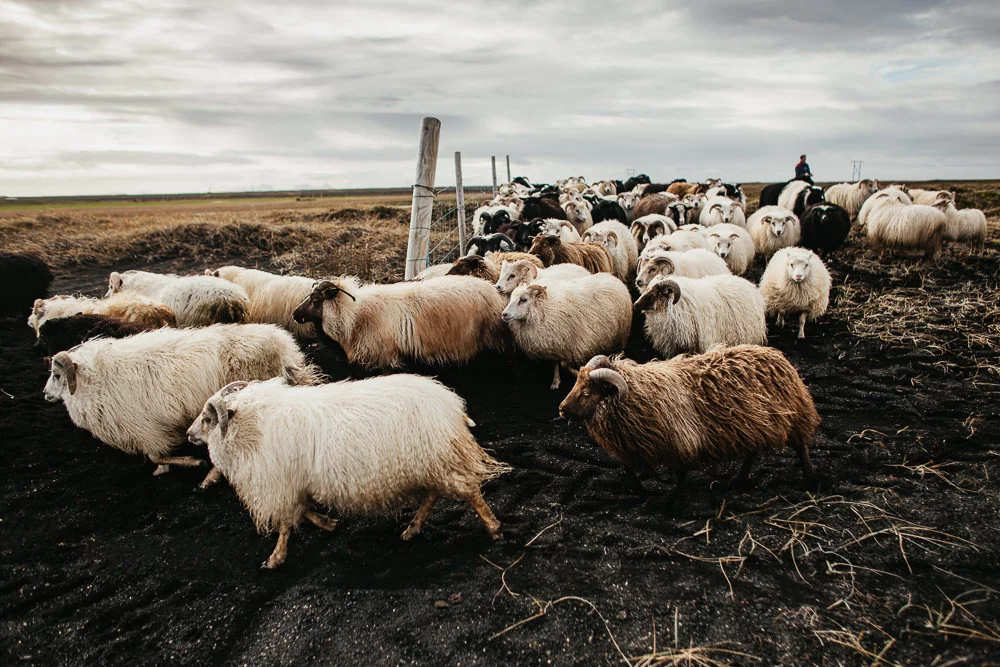 2015 10 16 23 Islandia A 109 2