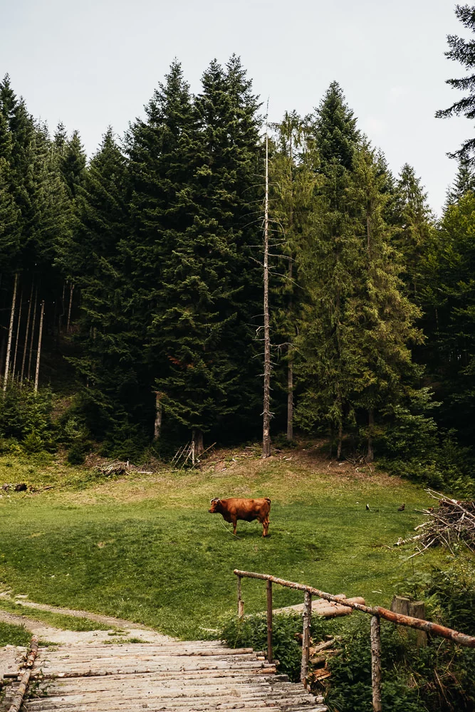 244 244 33 87 Mountain Cow