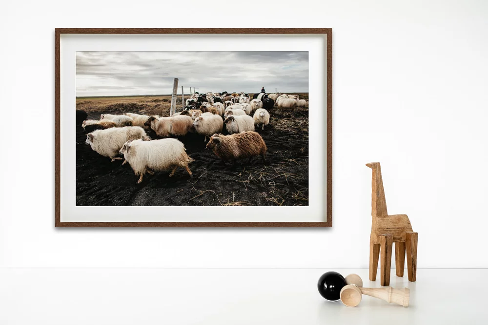 sheeps