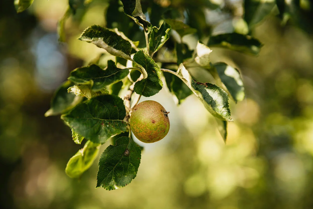 sesja ślubna na żuławach