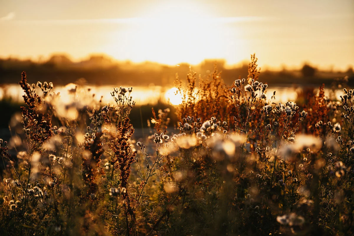 sesja ślubna na żuławach